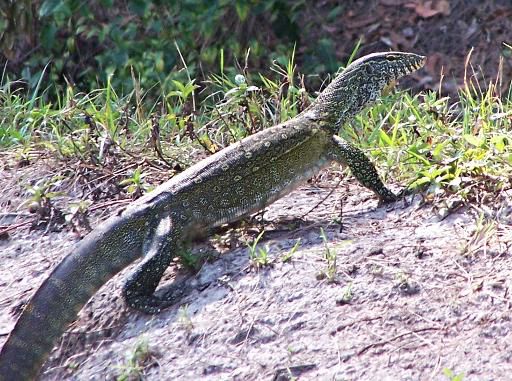 Asian water monitor